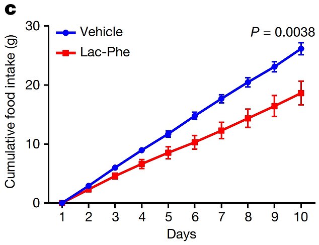 Die Grafik zeigt: Die Menge an Nahrung, die von Mäusen gefressen wird, denen die Chemikalie täglich (rot) verabreicht wird, im Vergleich zu denen, denen eine Kontrolle (blau) über zehn Tage verabreicht wird