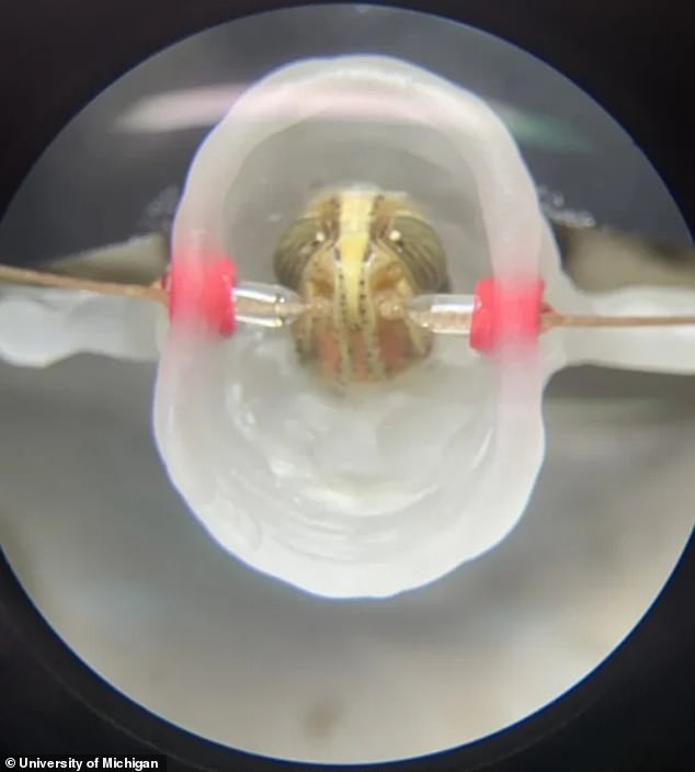 Oben abgebildet ist eine der Heuschrecke in der Studie.  Wissenschaftler legten ihr Gehirn frei und fügten Elektroden ein.  Dann setzten sie die Antennen (links und rechts durch die rosa Ringe) Gasen aus, die über Krebszellen abgegeben wurden