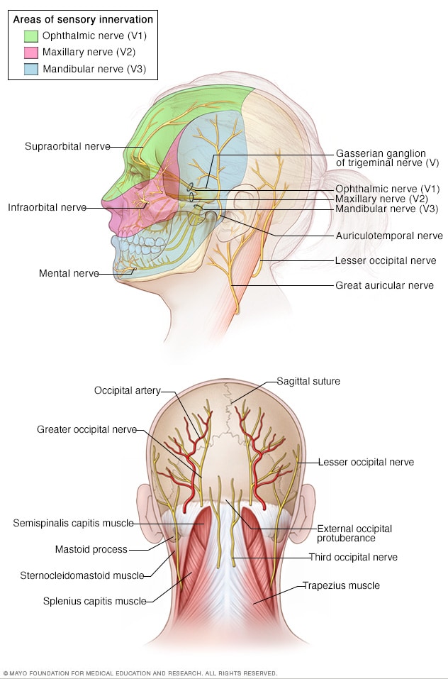 Anatomie des Schädels und des Gesichts