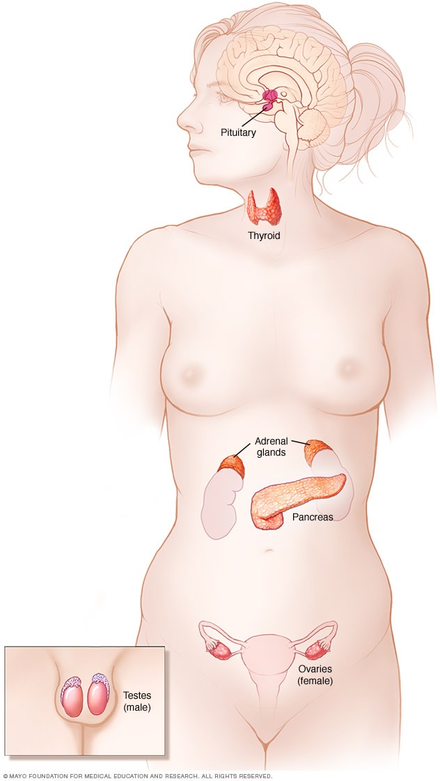 Hormonsystem