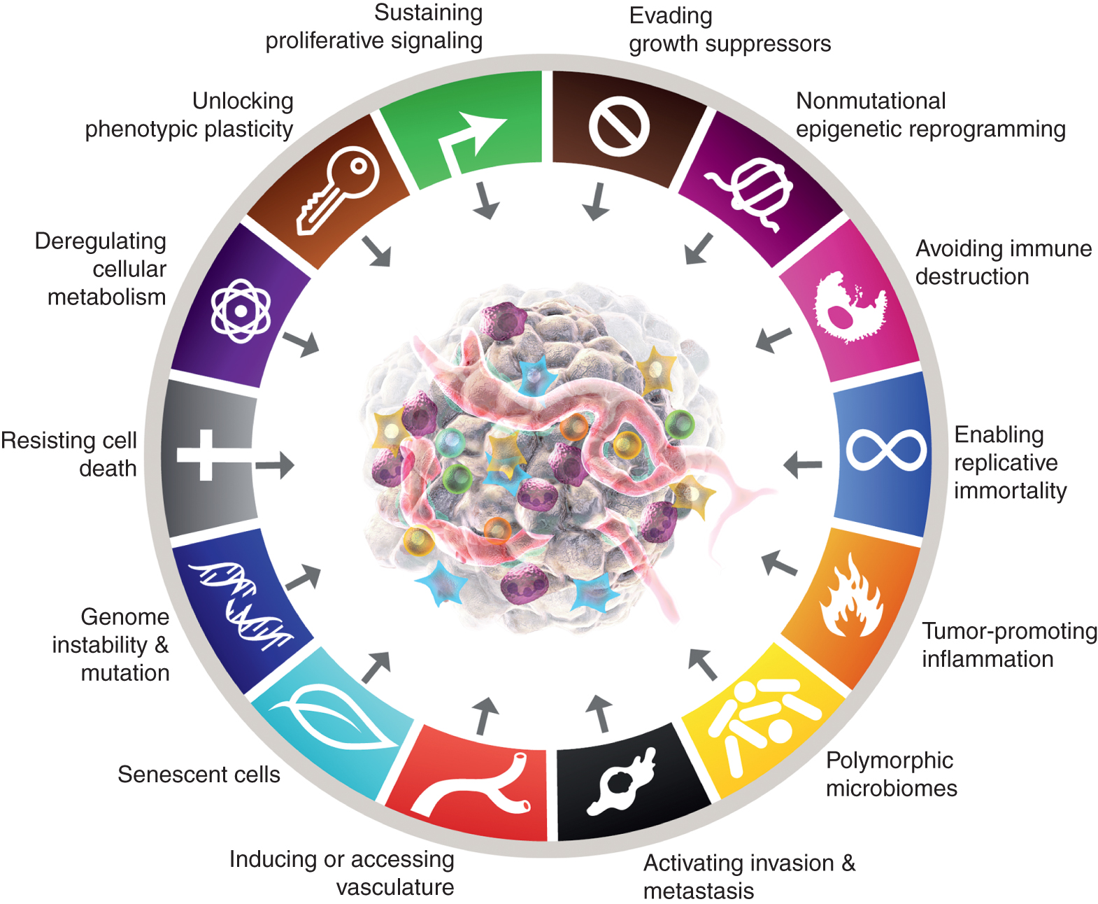 Kennzeichen des Krebs