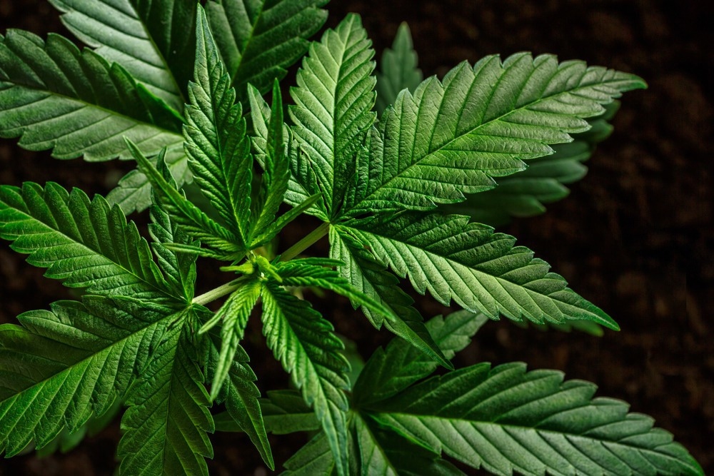 Das neuroprotektive Potenzial von Cannabis sativa L. gegen die Alzheimer-Krankheit