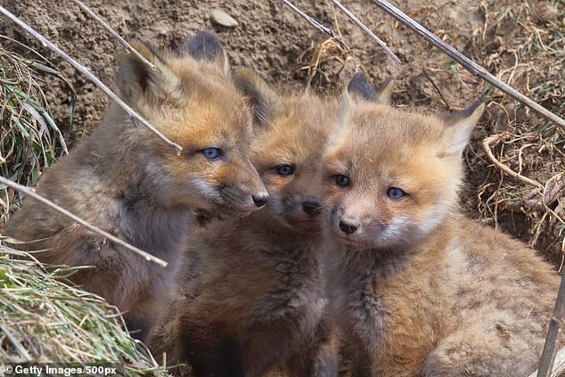 Drei Fuchs-Kits in Michigan sterben an der VOGELGRIPPE, während sich das Virus auf wilde Tiere ausbreitet, und Beamte aus Minnesota melden einen ähnlichen Fall