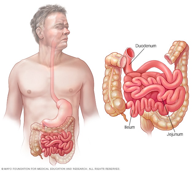 Dünndarm – Zwölffingerdarm, Jejunum und Ileum