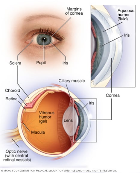 Anatomie des Auges