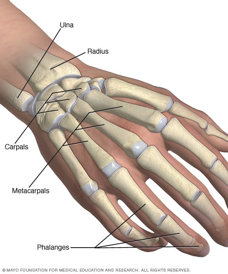 Hand- und Handgelenksknochen