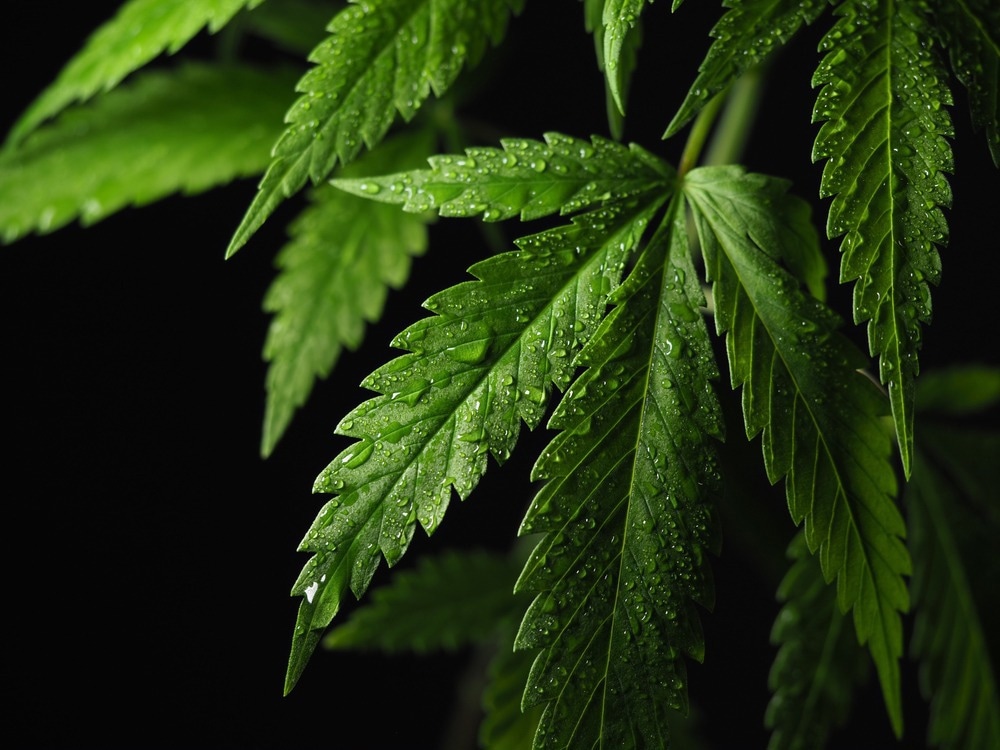 Gefahren des Freizeit-/medizinischen Cannabiskonsums