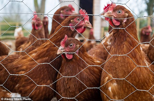 Hühnerfarmen im Hinterhof sind mit einem Salmonellenausbruch verbunden, der 200 Menschen in den USA infiziert und zu mindestens einem Todesfall geführt hat