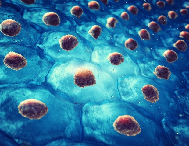 Hyaluransäure weckt Stammzellen auf, um die Muskelreparatur zu starten