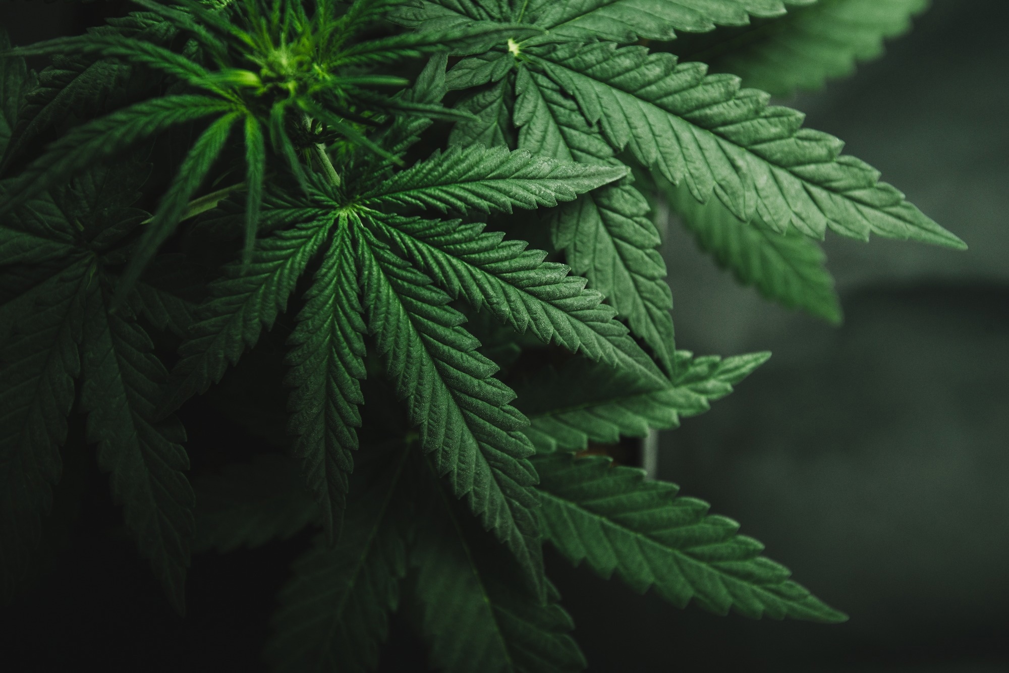 Studie: Hochpotenter Cannabiskonsum im Jugendalter.  Bildnachweis: Yarygin/Shutterstock Studie: Hochpotenter Cannabiskonsum im Jugendalter.  Bildnachweis: Yarygin/Shutterstock