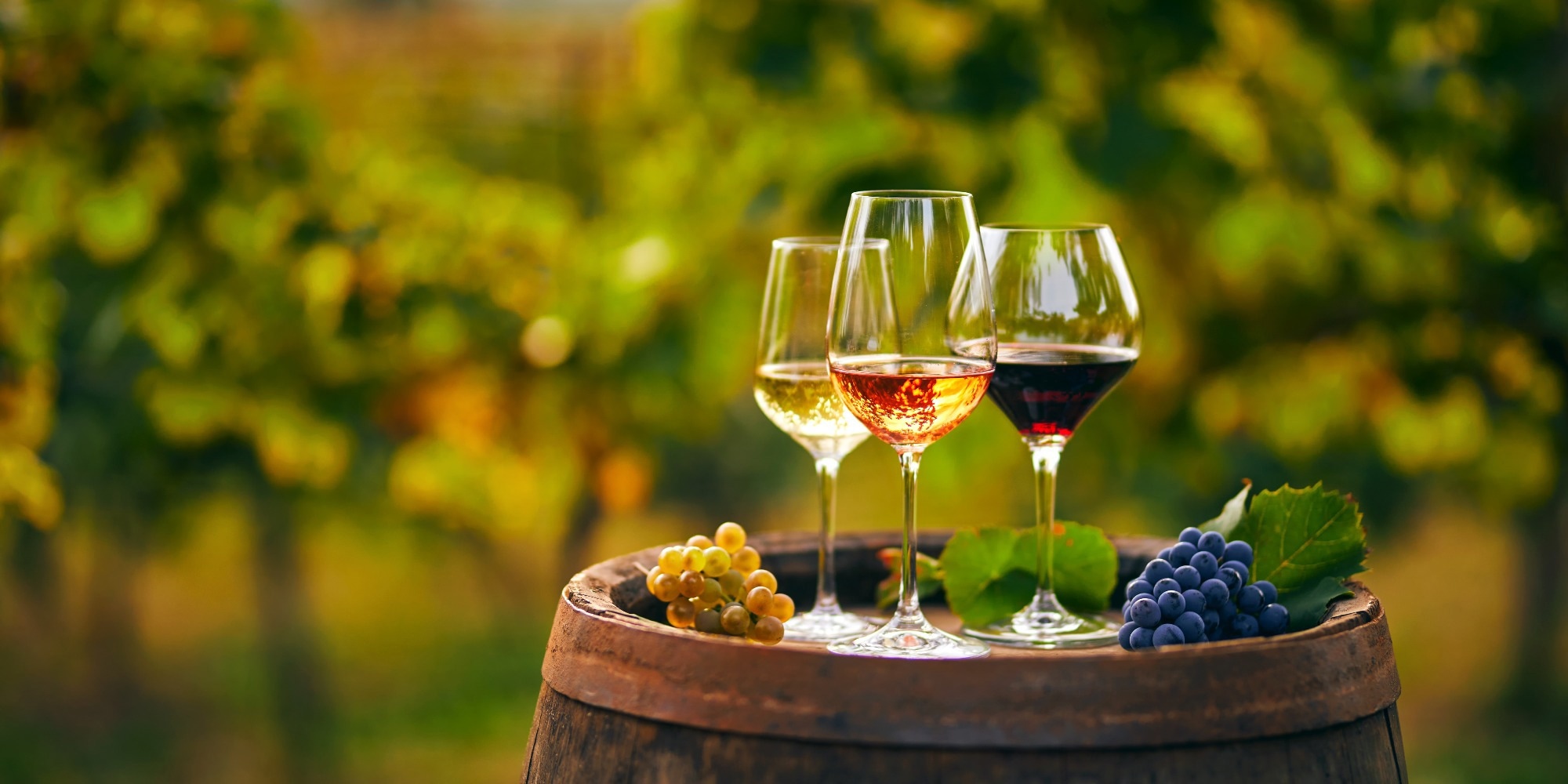 Studie: Nebenprodukte der Weinindustrie: Anwendungen für die Lebensmittelindustrie und gesundheitliche Vorteile. Bildquelle: Rostislav_Sedlacek/Shutterstock Studie: Nebenprodukte der Weinindustrie: Anwendungen für die Lebensmittelindustrie und gesundheitliche Vorteile. Bildnachweis: Rostislav_Sedlacek/Shutterstock