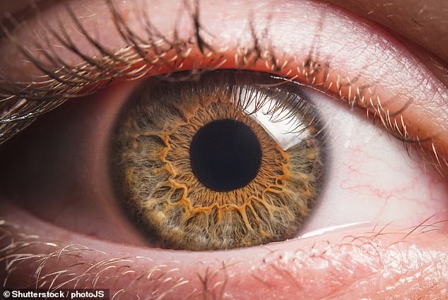 Ist der Tod tatsächlich reversibel?  Wissenschaftler entdecken, dass Augen von Organspendern in einem großen Durchbruch wieder zum Leben erweckt werden könnten