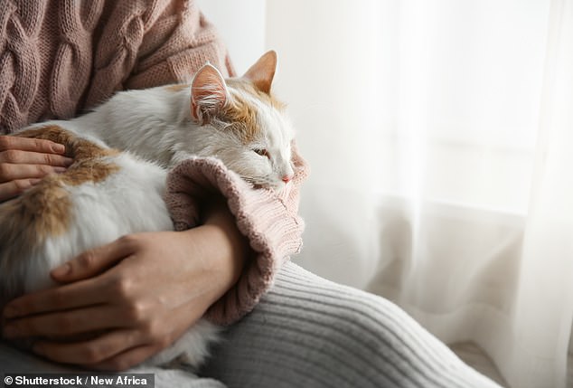 Eine Studie ergab, dass Besitzer von Tieren, einschließlich Hunden, Katzen und Kaninchen, mehr ihrer kognitiven Fähigkeiten beibehalten haben, wenn sie über sechs Jahre verfolgt wurden (Archivbild).