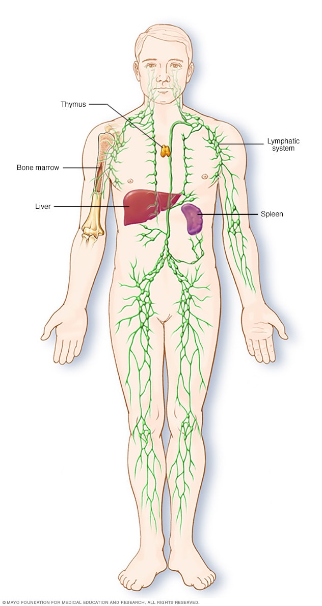Teile des Immunsystems