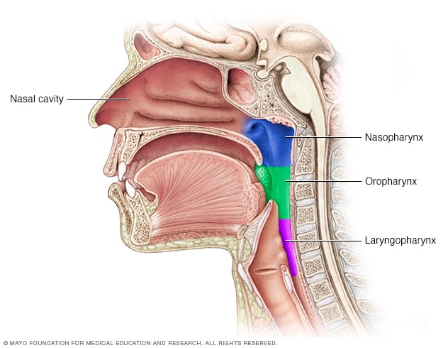 Teile des Rachens (Pharynx)