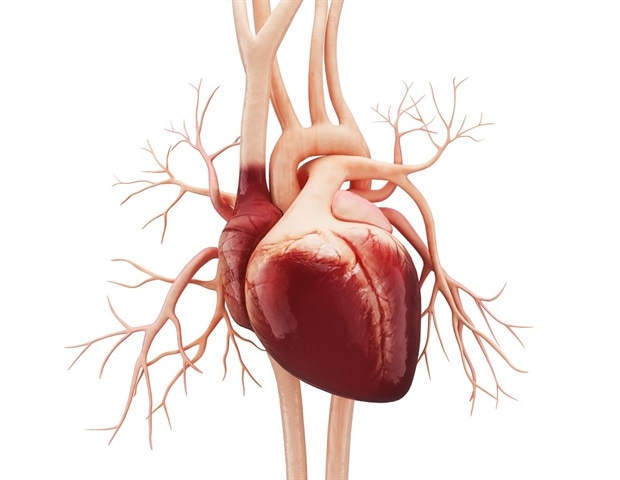 Absolvent der Virginia Tech erhält NIH-Stipendium, um neue Wege zur Behandlung von Arrhythmien zu erkunden