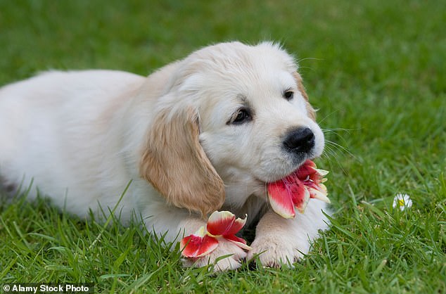 CDC-Beamte warnen davor, dass Tollwut wieder in die Vereinigten Staaten importiert werden könnte.  Es gibt keinen Hinweis darauf, dass der oben genannte Welpe Tollwut hat