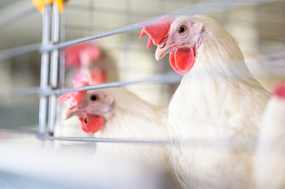 Umfrage bewertet Prävalenz der H5N8-Grippe bei Vögeln