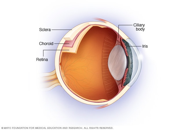 Uvea, wo Uveitis auftritt