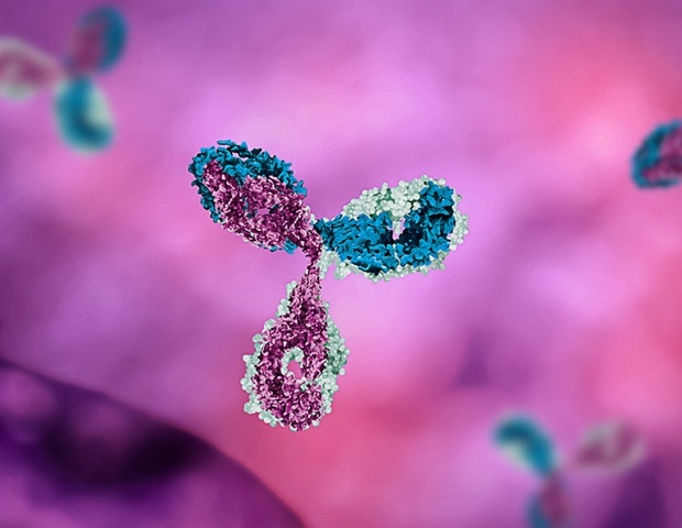Studie zeigt das Potenzial von experimentellen monoklonalen Antikörpern zur Behandlung von Infektionen mit dem Epstein-Barr-Virus