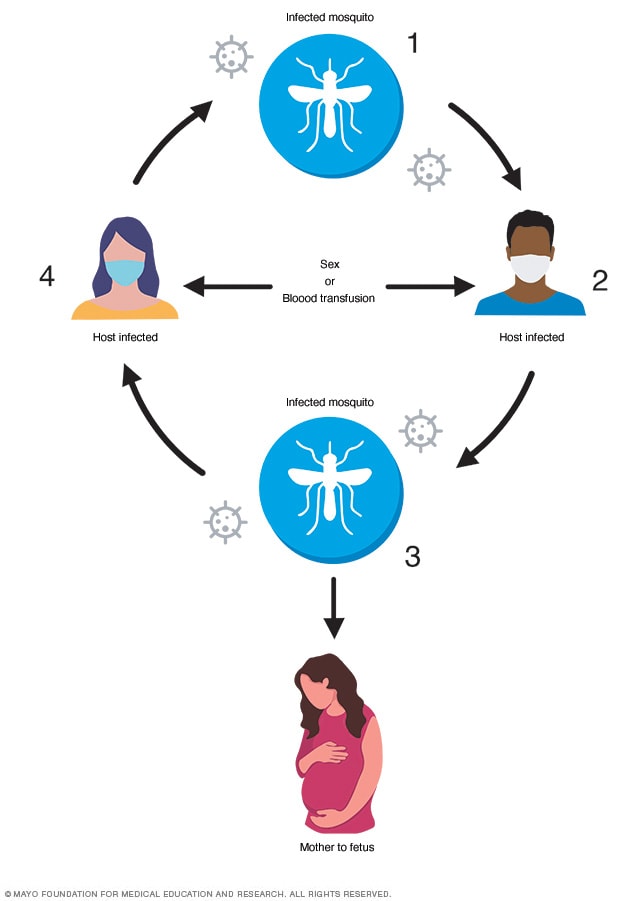 Wie sich das Zika-Virus ausbreitet