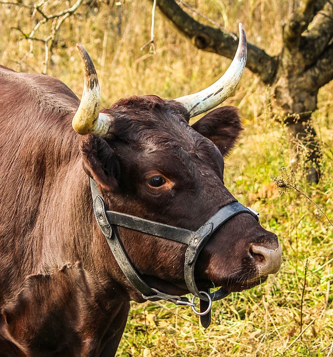 Milch und Milchprodukte: Gesund oder nicht?