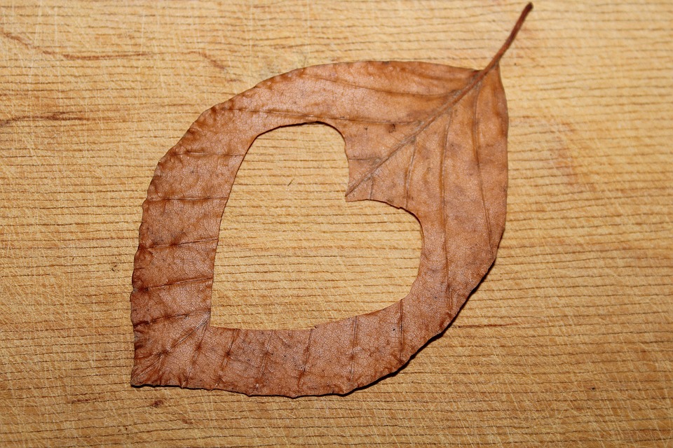 Leaky Gut Syndrom: Fakt oder Fiktion?