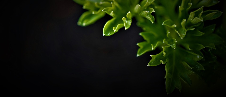 Darmgesundheit und psychische Verfassung: Ein Zusammenhang?