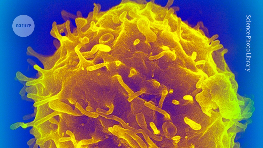 Erhöhen Stammzelltransplantationen das Krebsrisiko? Hinweise von langjährigen Empfängern