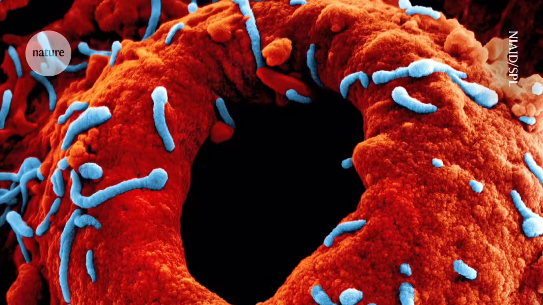 Tödliches Marburg-Virus: Wissenschaftler arbeiten an Impfstofftests während des Ausbruchs