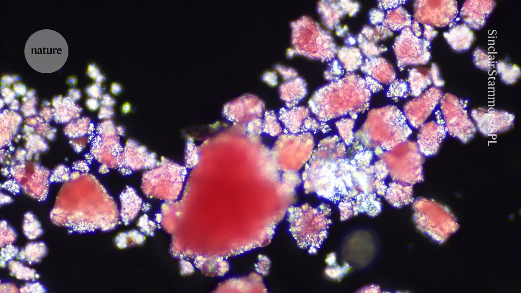 Microplastik blockiert den Blutfluss im Gehirn, zeigt Studie mit Mäusen