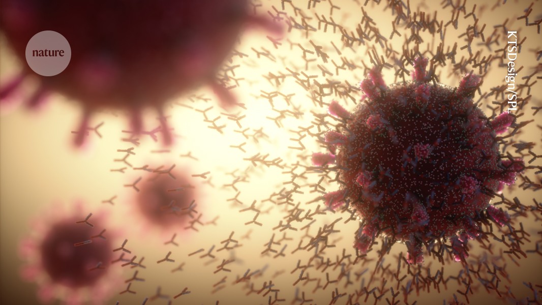 Vier Lektionen, die COVID uns über das Immunsystem beigebracht hat