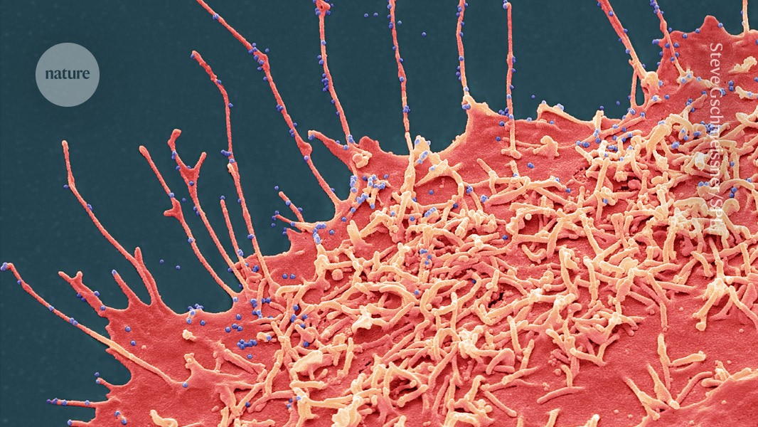 Wie KI Wissenschaftlern hilft, die Evolution von Viren vorherzusagen