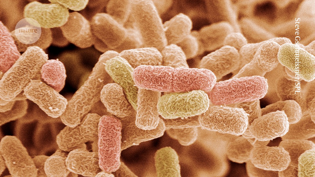 Starke und flexible Nylonfaser aus ingenieurbiologischen Bakterien erstmals hergestellt