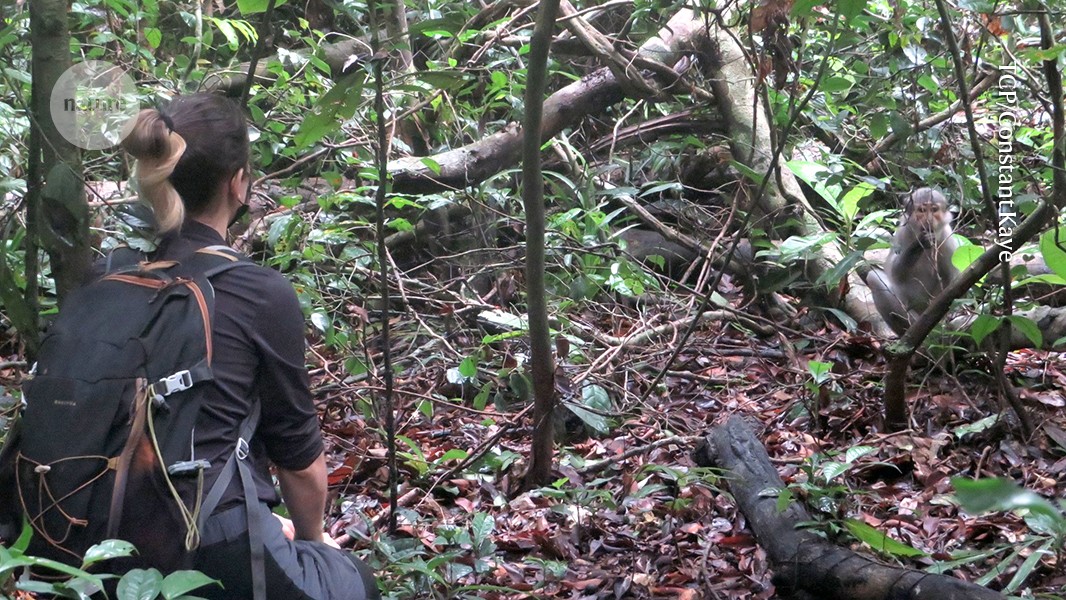 Neuer Erreger von Mpox entdeckt: Quelle ist ein Eichhörnchen